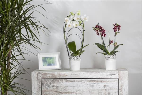 Phalaenopsis