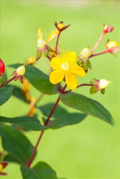 Hypericum inodorum