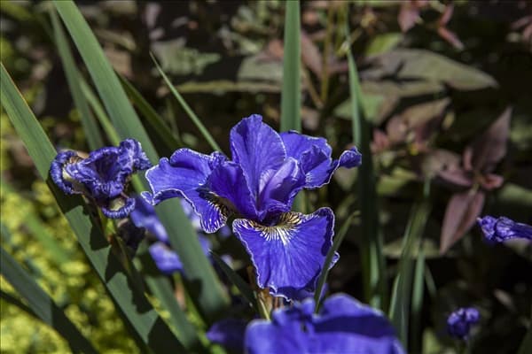 Iris x germanica, blau