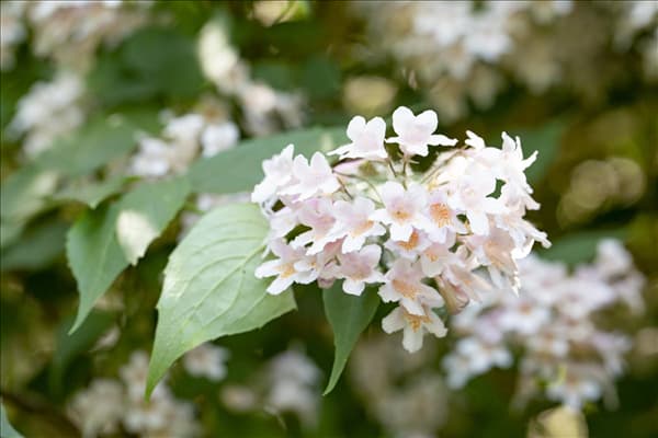 Kolkwitzia amabilis