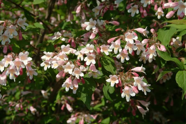 Kolkwitzia amabilis