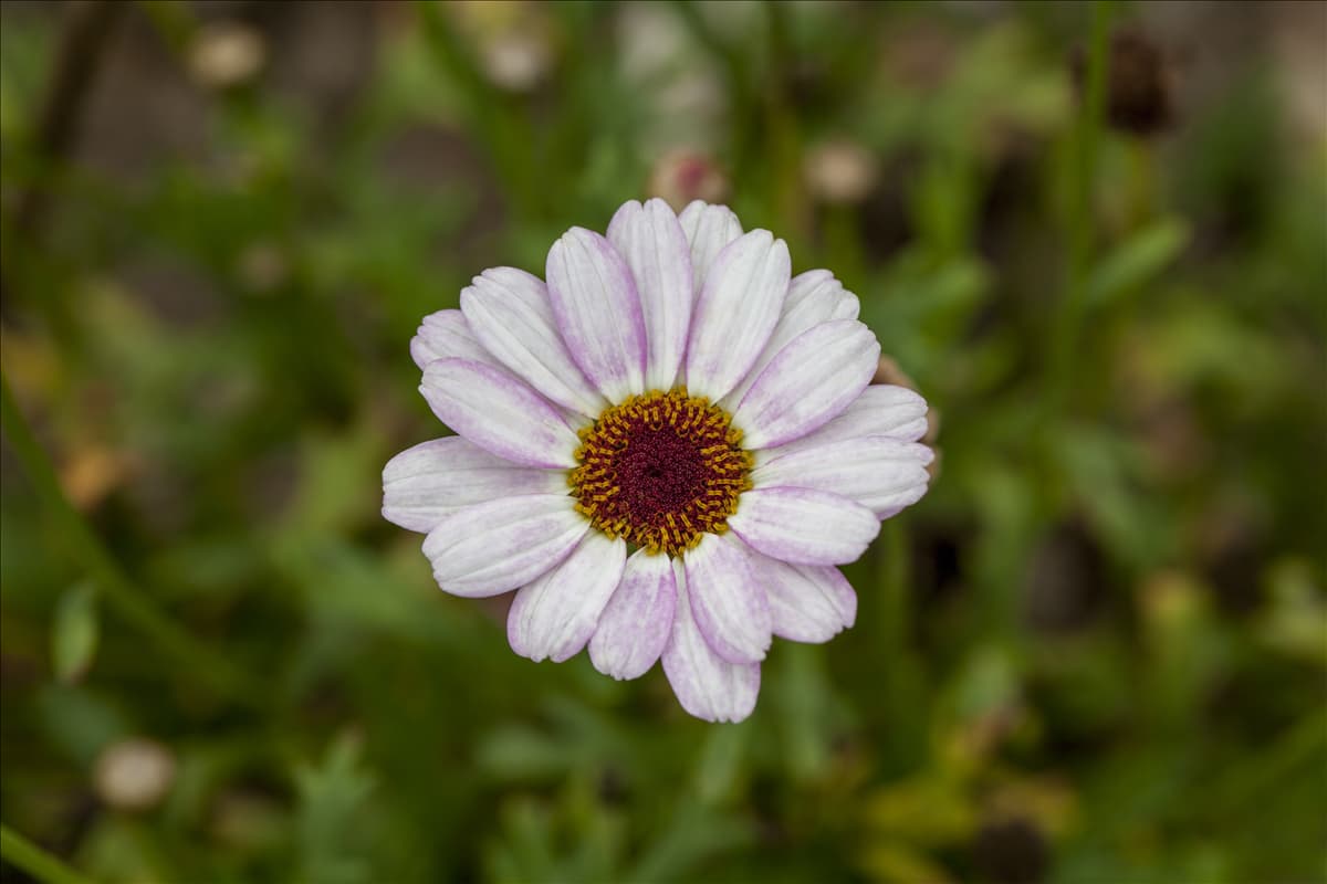 Argyranthemum frutescens