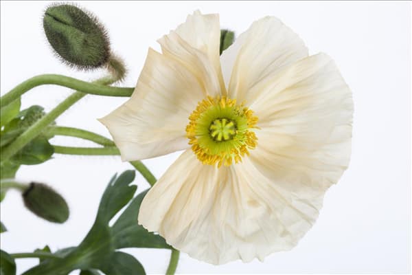 Papaver nudicaule