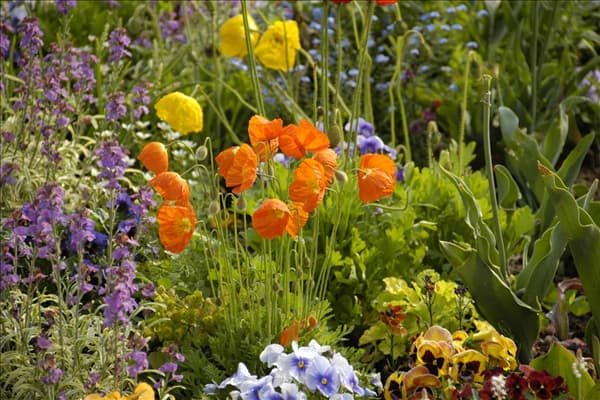 Papaver nudicaule