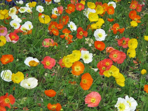 Papaver nudicaule