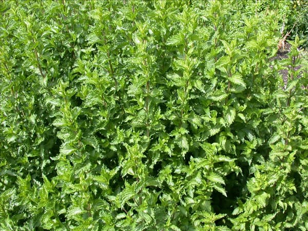 Mentha spicata 'Crispa'