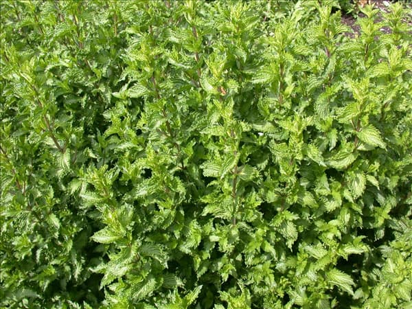 Mentha spicata 'Crispa'
