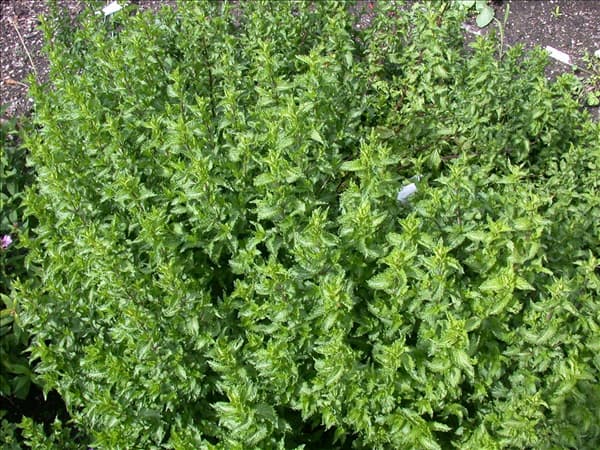 Mentha spicata 'Crispa'