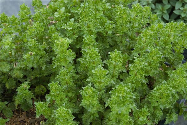 Mentha spicata 'Crispa'