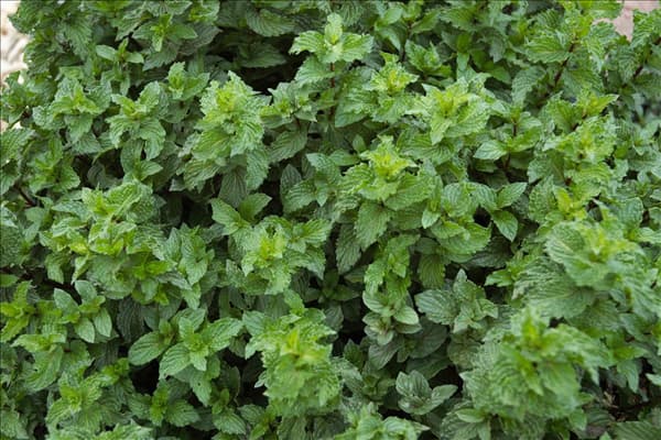 Mentha spicata 'Crispa'