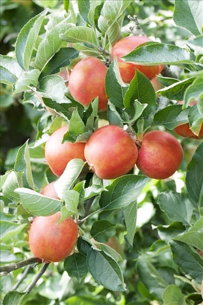 Malus domestica 'Braeburn'