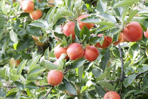 Malus domestica 'Braeburn'