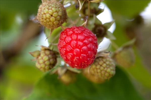 Rubus idaeus