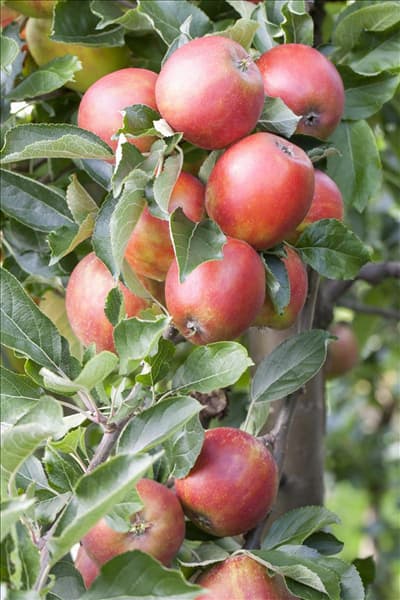 Malus domestica 'Braeburn'