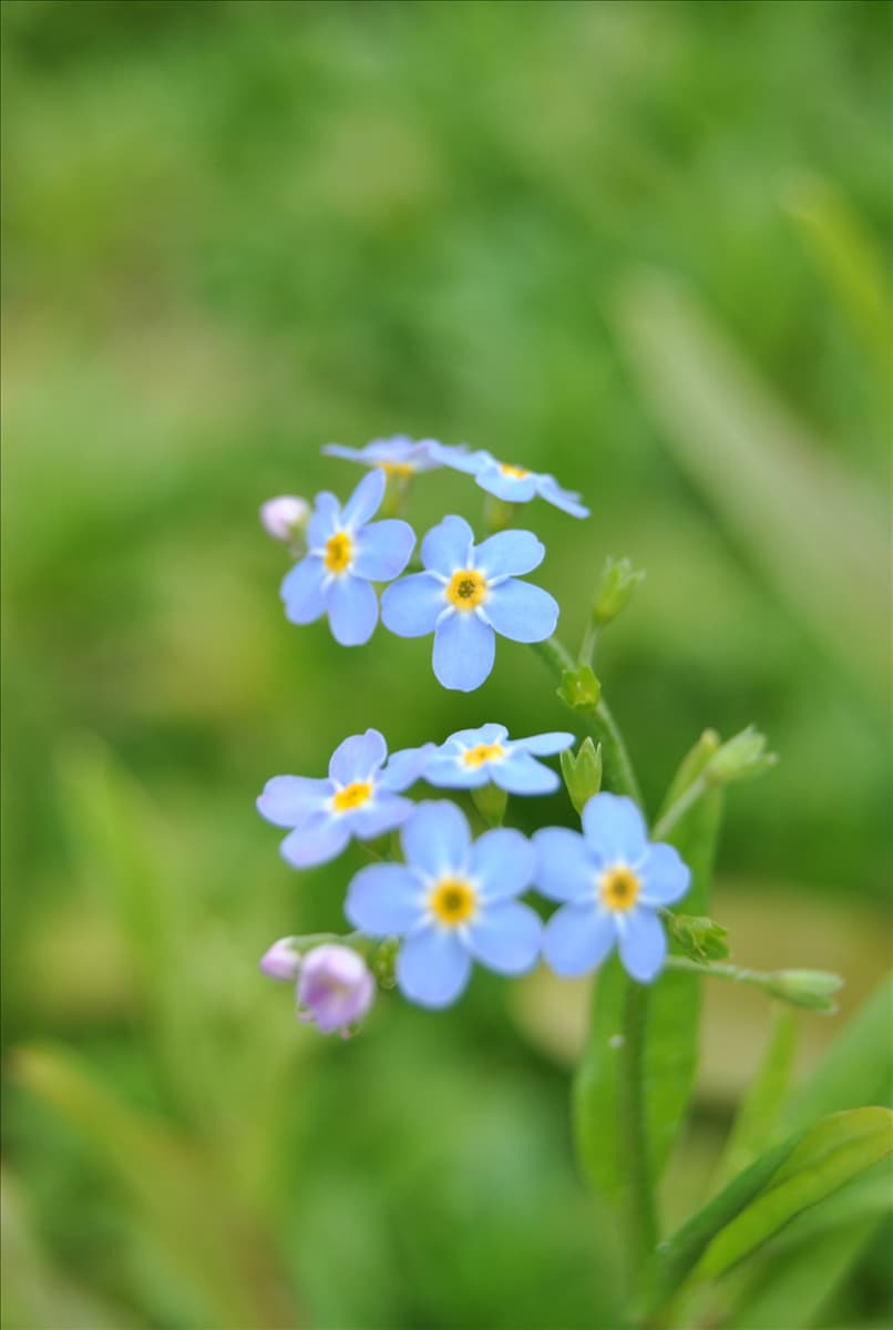 Myosotis scorpioides
