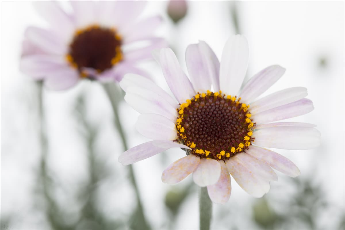 Leucanthemum hosmariense
