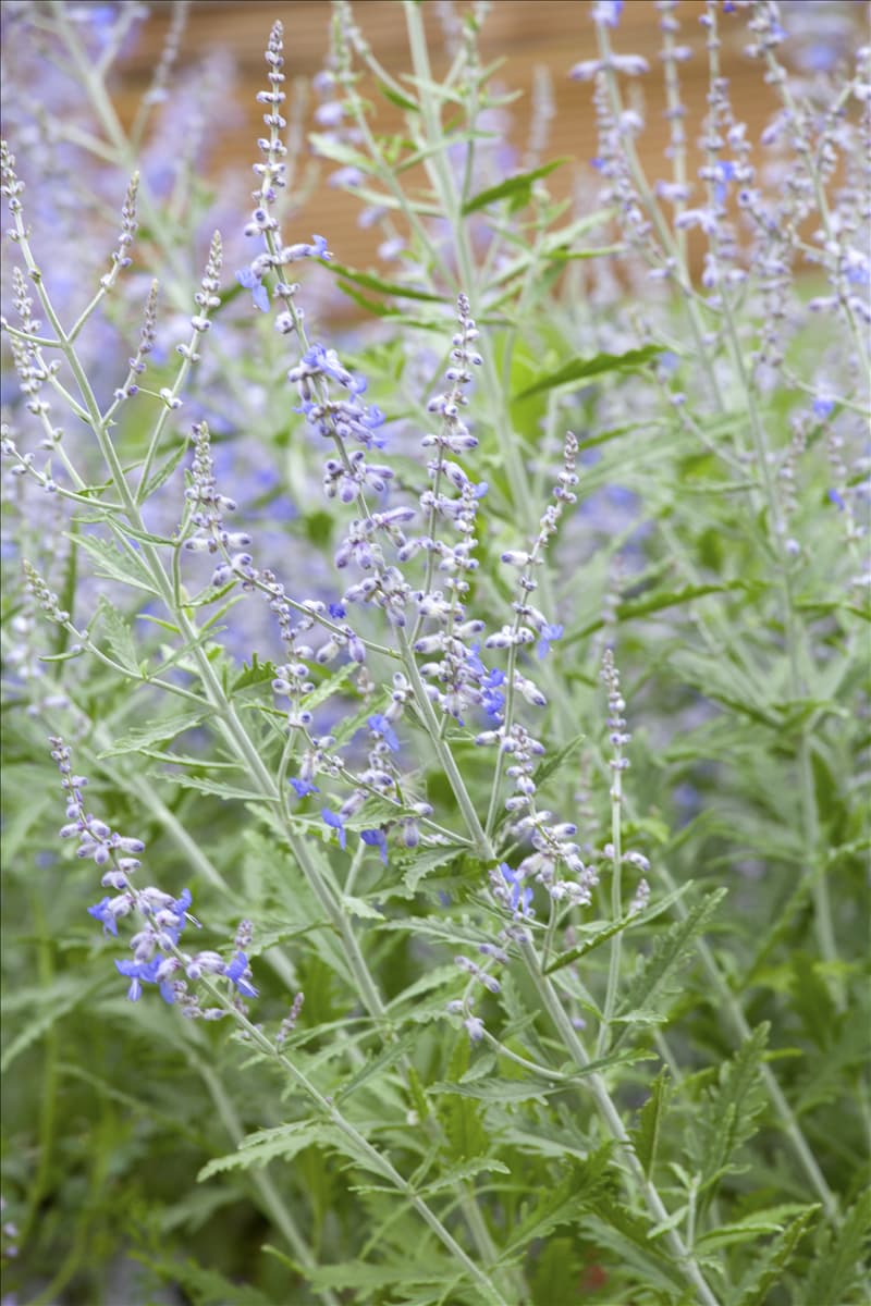Perovskia atriplicifolia 'Lacey Blue'®