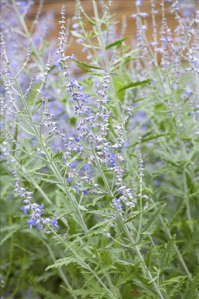 Perovskia atriplicifolia 'Lacey Blue'®