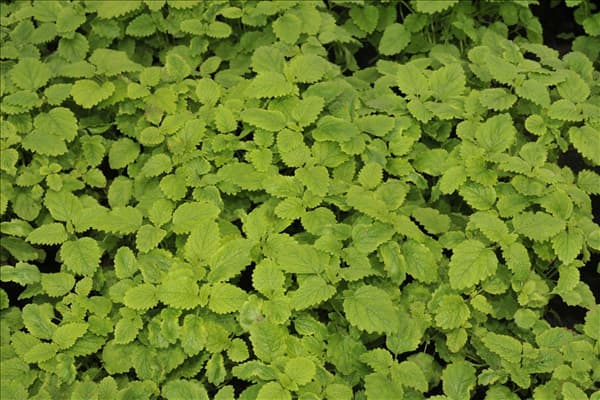 Mentha spicata 'Englische Grüne'