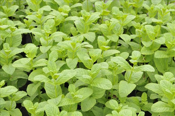 Mentha spicata 'Englische Grüne'