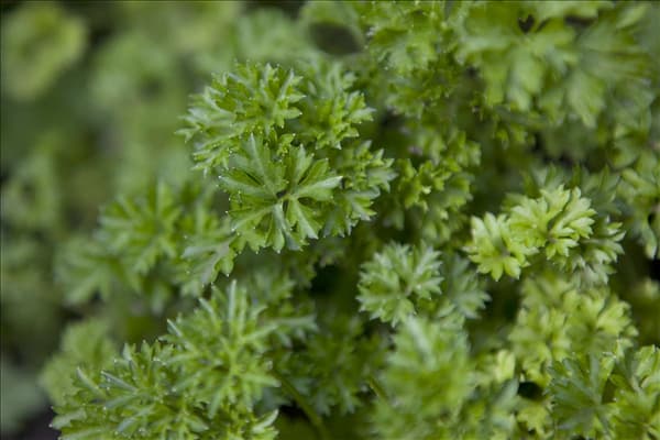 Petroselinum crispum