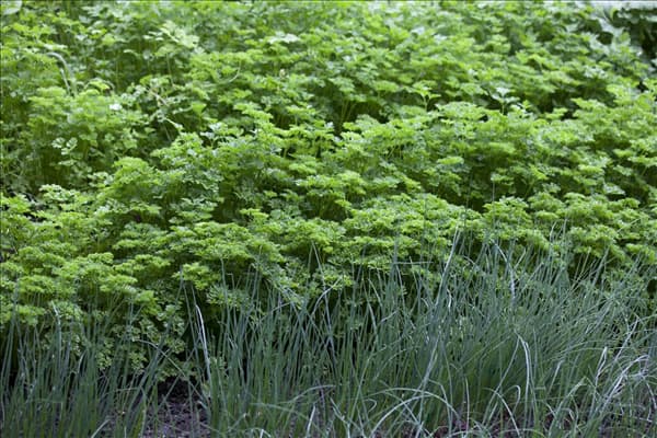 Petroselinum crispum