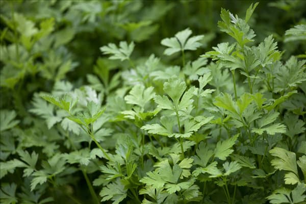 Petroselinum crispum