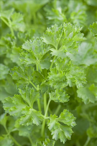 Petroselinum crispum