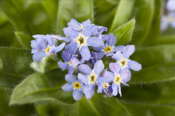Myosotis sylvatica