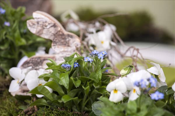 Myosotis sylvatica