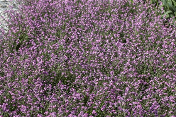 Myosotis sylvatica