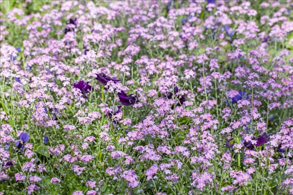 Myosotis sylvatica