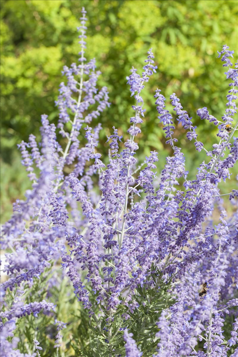 Perovskia atriplicifolia 'Little Spire'®