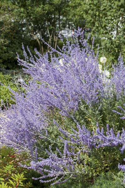 Perovskia atriplicifolia 'Little Spire'®