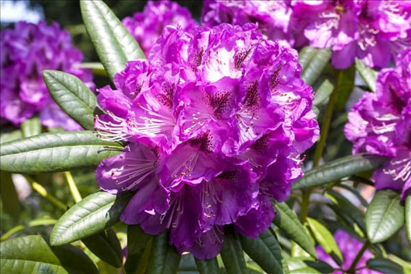 Rhododendron 'Kabarett'®