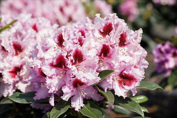 Rhododendron 'Kabarett'®