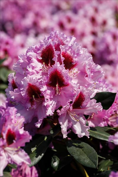 Rhododendron 'Kabarett'®