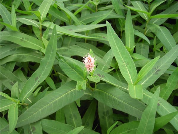 Persicaria amphibia