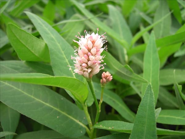 Persicaria amphibia