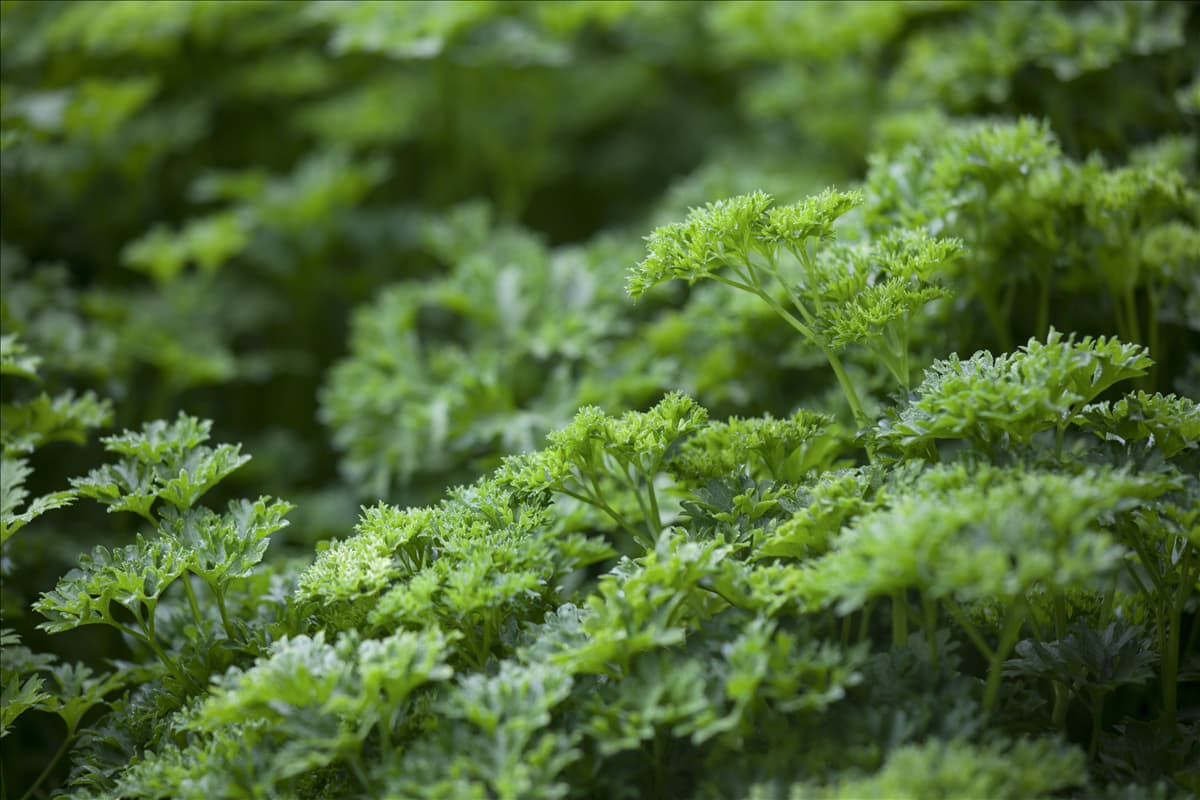 Petroselinum crispum 'Grüne Perle'