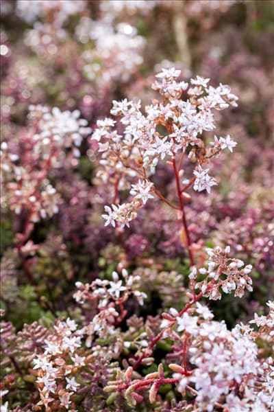Sedum album 'Murale'