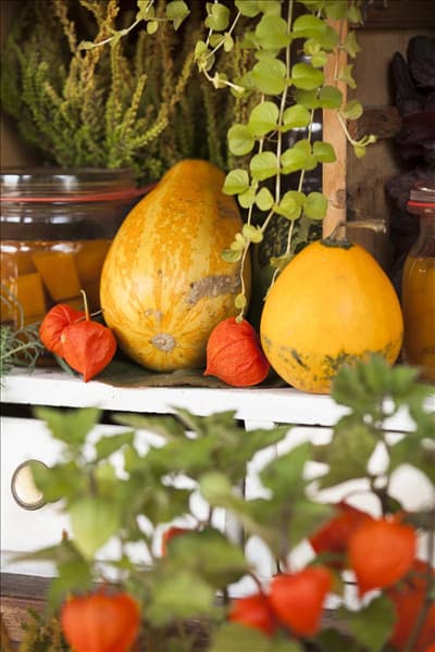 Cucurbita pepo