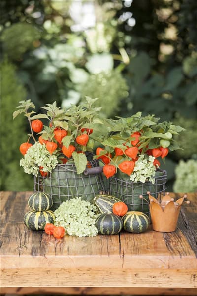 Cucurbita pepo