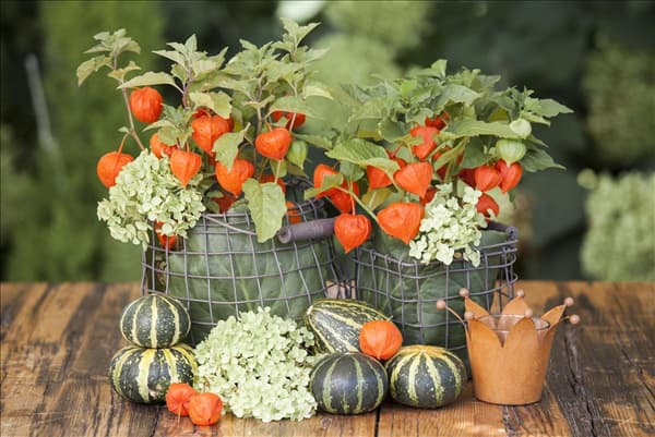 Physalis alkekengi