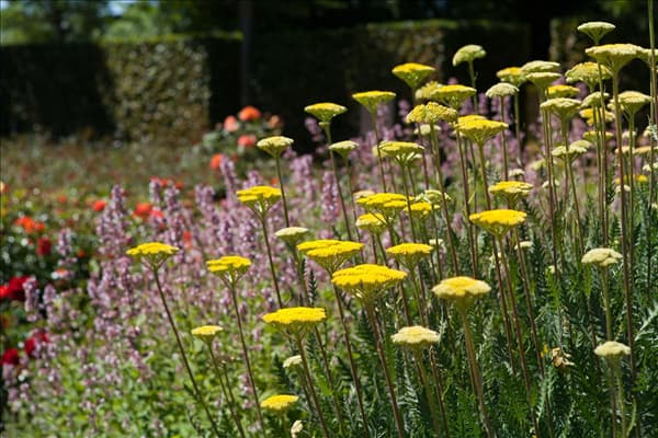 Achillea filipendulina