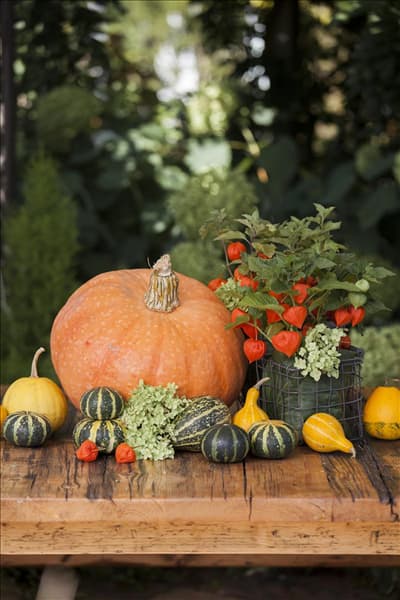 Cucurbita maxima
