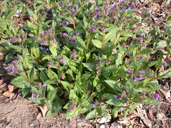 Pulmonaria saccharata 'Highdown'