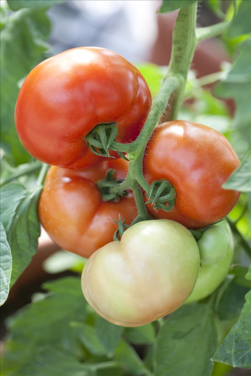 Solanum lycopersicum 'Fantasio F1'