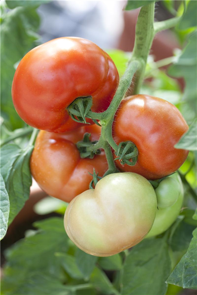 Solanum lycopersicum 'Fantasio F1'