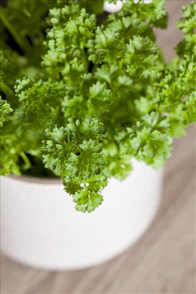 Petroselinum crispum 'Mooskrause 2'